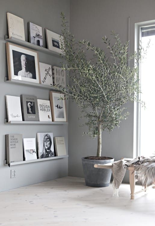 Olive Trees Indoors: Our Best Tips for Care & Growing | Apartment Therapy