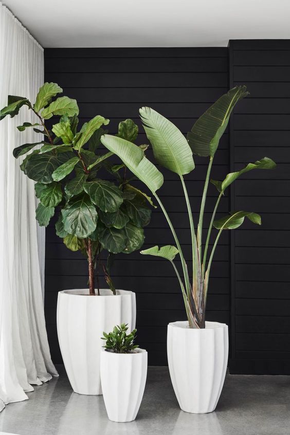 I have been inspired recently to add something living to my interior design scheme - something green and sculptural, to add interest, height and balance to my living room. Here are my three top contenders: 1. The Fiddle Leaf Fig A sub-tropical variety of fig, this plant is designed for hot dry climates and needs very little water (tick!). Itâs a slow grower (but can reach up to 12ft!) a...